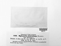 Leptosphaeria maculans image